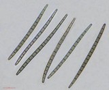 Trichoglossum hirsutum image