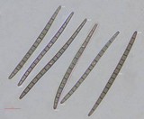 Trichoglossum hirsutum image