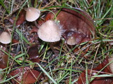 Spinellus fusiger image