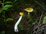 Hygrophorus speciosus image