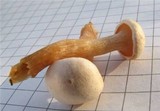 Hygrophorus karstenii image