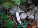 Lyophyllum decastes image