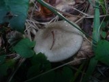 Lyophyllum decastes image