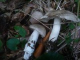 Lyophyllum decastes image