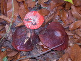 Boletus regineus image