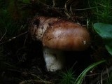 Tricholoma pessundatum image