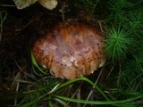 Tricholoma pessundatum image
