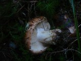 Tricholoma pessundatum image