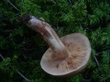 Tricholoma pseudonictitans image