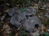 Tricholoma terreum image