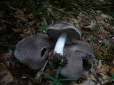 Tricholoma terreum image