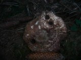 Agaricus langei image