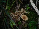 Alnicola melinoides image