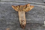 Russula nigricans image