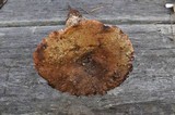 Russula nigricans image