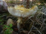 Amanita muscaria var. formosa image
