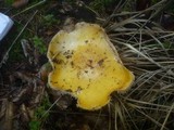 Amanita muscaria var. formosa image