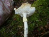 Amanita muscaria var. formosa image