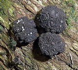 Xylaria anisopleura image