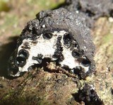 Xylaria anisopleura image