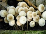 Filoboletus manipularis image