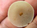 Filoboletus manipularis image