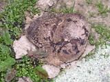 Calvatia cyathiformis image