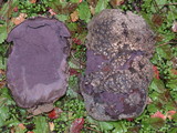 Calvatia cyathiformis image