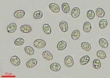 Pluteus primus image