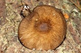 Pluteus primus image