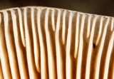 Pluteus primus image