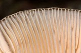Pluteus primus image