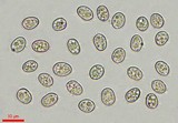 Pluteus primus image
