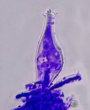 Pluteus primus image