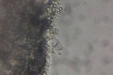 Pluteus primus image