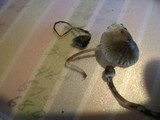 Mycena subcaerulea image