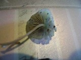 Mycena subcaerulea image