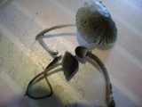 Mycena subcaerulea image
