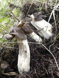 Helvella maculata image