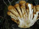 Pholiota squarrosoides image
