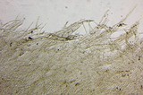 Pluteus primus image