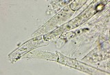 Pluteus primus image