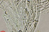 Pluteus primus image