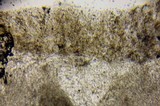 Pluteus primus image