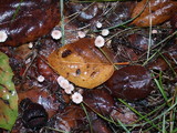 Marasmius quercophilus image