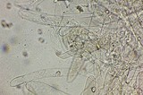 Pluteus primus image