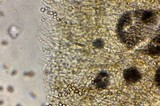 Pluteus primus image