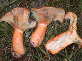 Lactarius deliciosus var. areolatus image