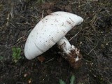 Amanita roseolamellata image