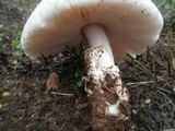 Amanita roseolamellata image